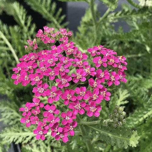 Achillea 'Milly Rock Rose' | 3L Pot Perennial Bedding