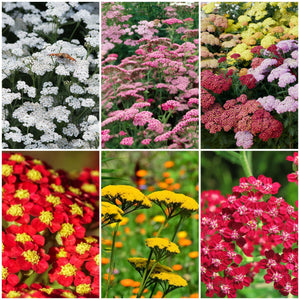 Achillea Collection Perennial Bedding