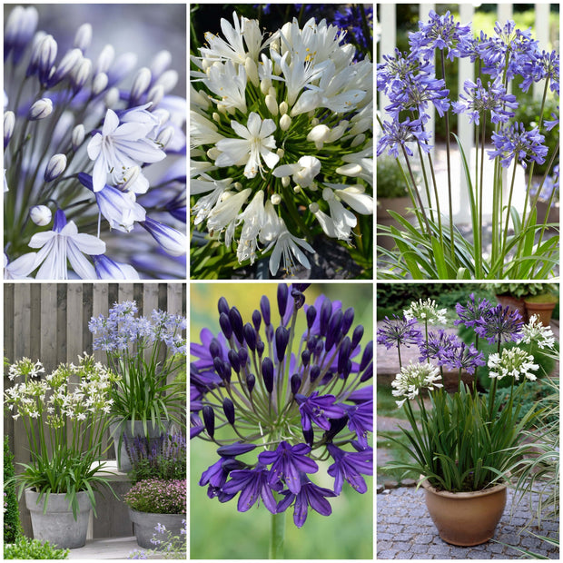 Stately Agapanthus Collection