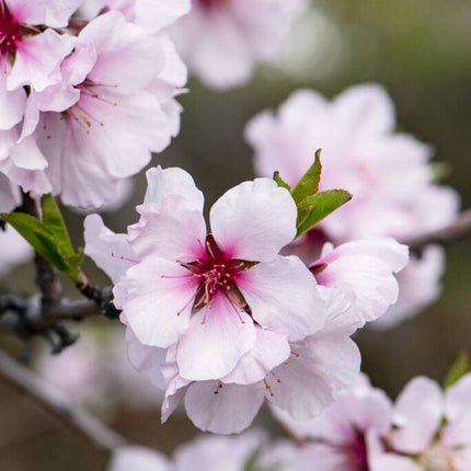 Princess' Almond Tree | Prunus dulcis Fruit Trees