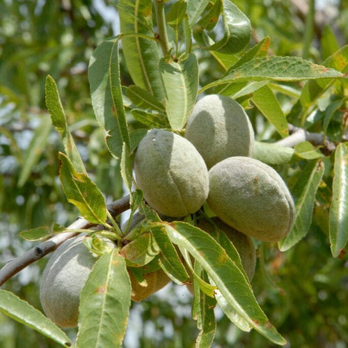 Princess' Almond Tree | Prunus dulcis Fruit Trees