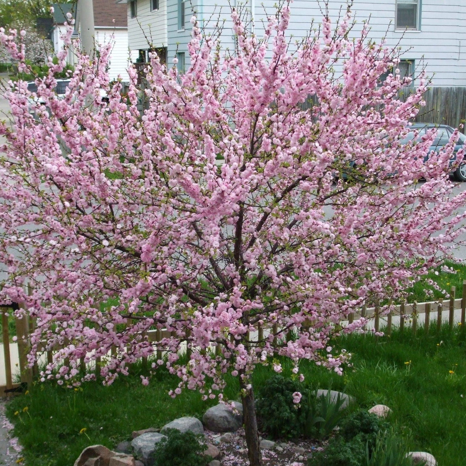 'Princess' Almond Tree | Prunus dulcis