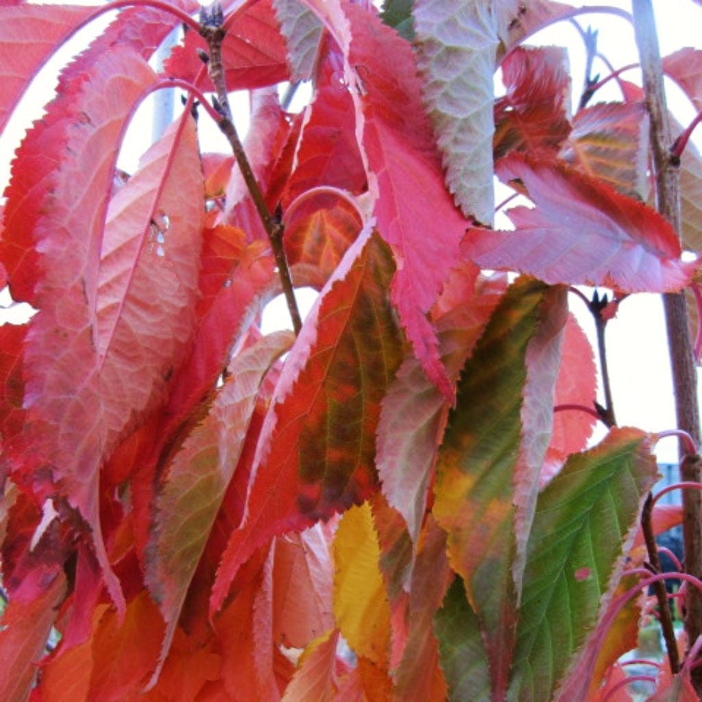 Flagpole Cherry Blossom Tree | Prunus Amanogawa - Roots Plants