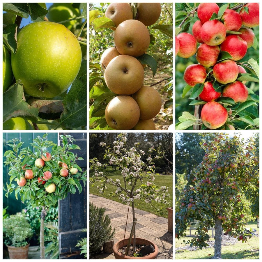 Best Apple Trees For Any Purpose Growers' Choice Roots Plants