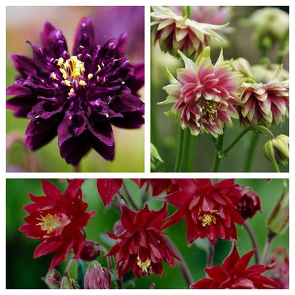 6 Aquilegia Barlow Collection 10.5cm Perennial Bedding