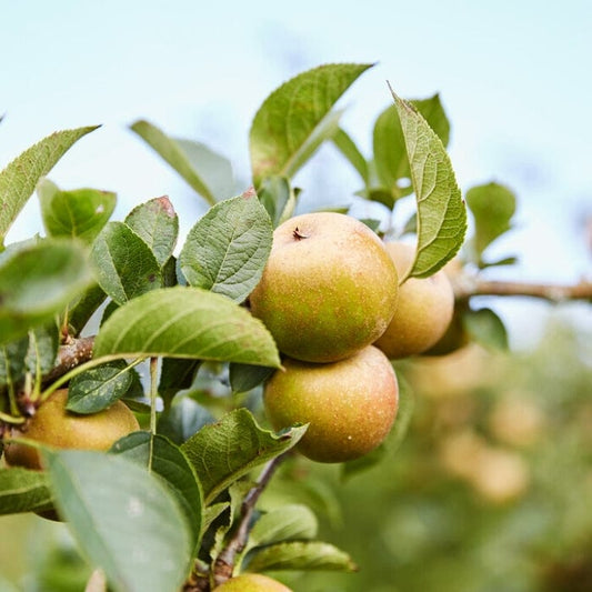 'Ashmeads Kernel' Apple Tree Fruit Trees