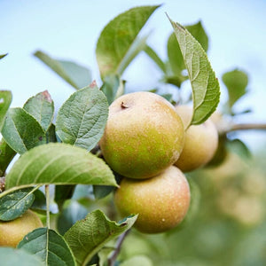 'Ashmeads Kernel' Apple Tree Fruit Trees