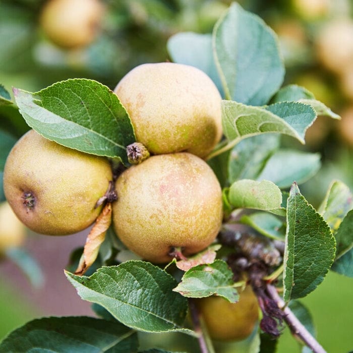 'Ashmeads Kernel' Apple Tree Fruit Trees