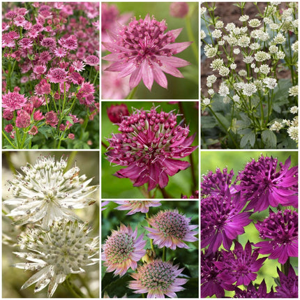 Astrantia Mix Perennial Bedding