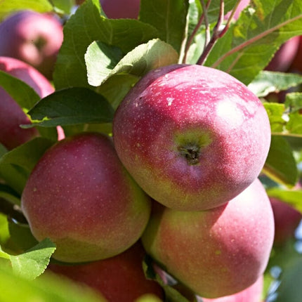 'Beauty Of Bath' Apple Tree Fruit Trees