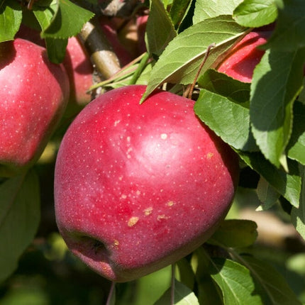 'Beauty Of Bath' Apple Tree Fruit Trees