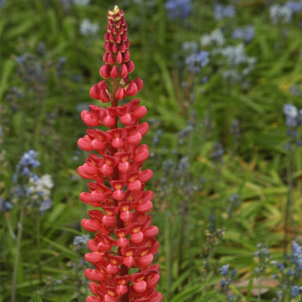 Lupin West Country Beefeater Perennial Bedding