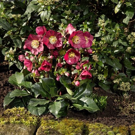 'Bennotta' Snow Rose | 'Ice N' Roses®' Series | Hellebore Gold Collection® Perennial Bedding