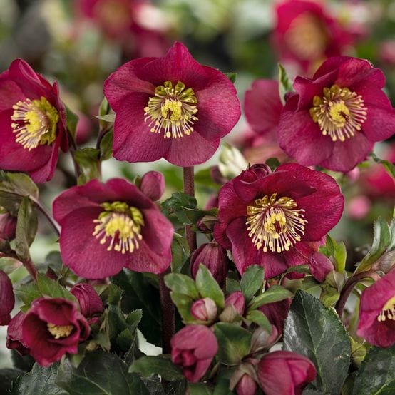 'Bennotta' Snow Rose | 'Ice N' Roses®' Series | Hellebore Gold Collection® Perennial Bedding