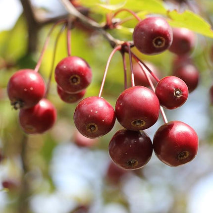 Sun Rival' Crabapple Tree Ornamental Trees