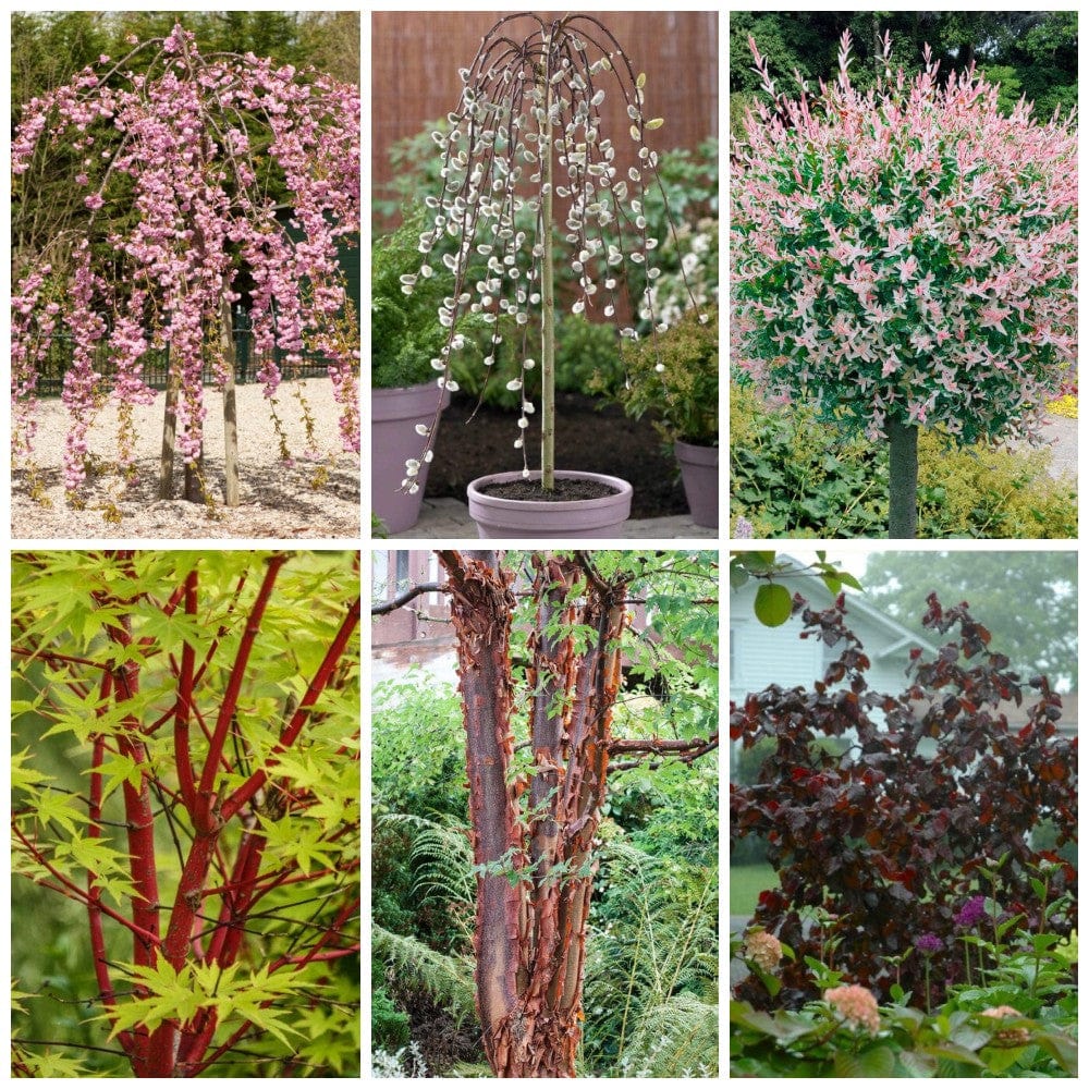 Small trees outlet for pots
