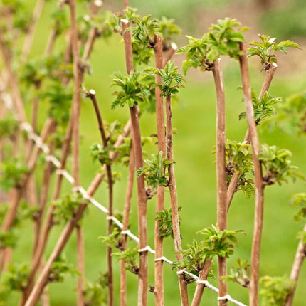 Bestselling Raspberry Canes | Glen Ample, Polka & Autumn Bliss Soft Fruit