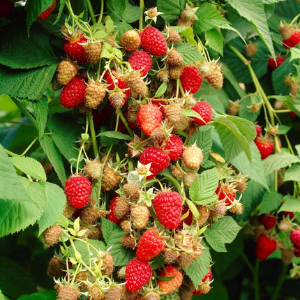 Bestselling Raspberry Canes | Glen Ample, Polka & Autumn Bliss Soft Fruit