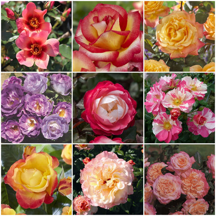 Bicoloured Rose Collection Shrubs