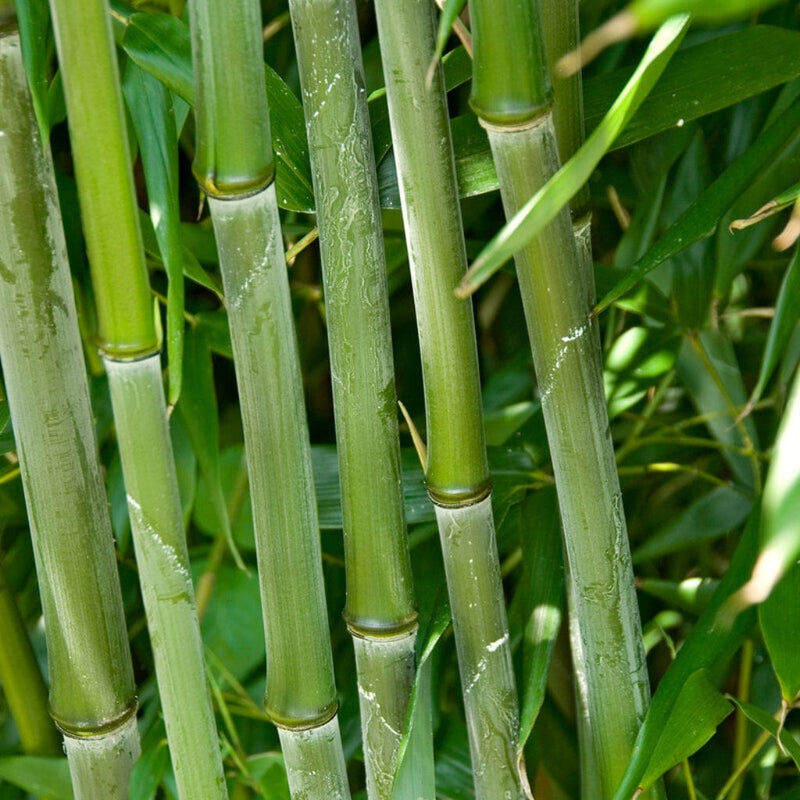 Green Bamboo | Phyllostachys bisettii Ornamental Trees