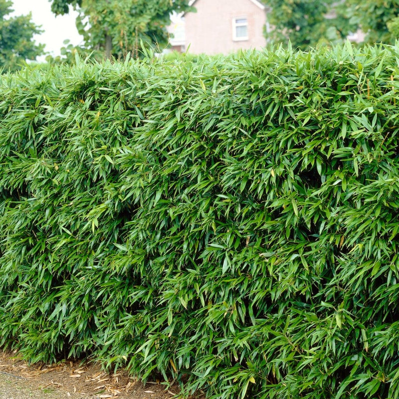 Green Bamboo | Phyllostachys bisettii Ornamental Trees