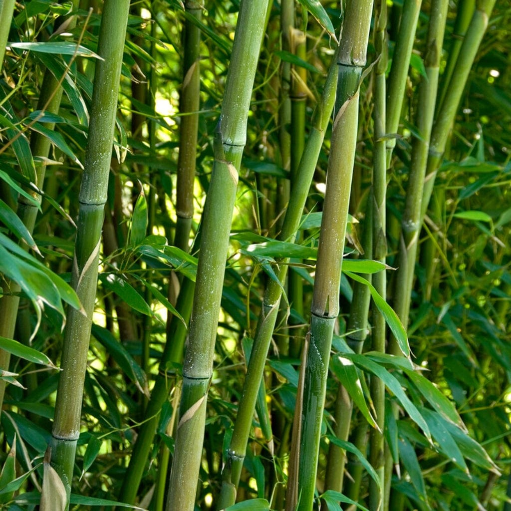 Bmboos Tree Green Bamboo | Phyllostachys bisettii – Roots Plants