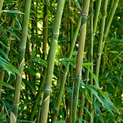 Green Bamboo | Phyllostachys bisettii Ornamental Trees
