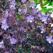 Geranium 'Black Beauty' 3L Pot Perennial Plants