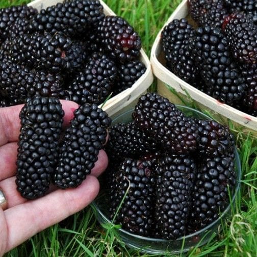 Black Butte Blackberry Plants Soft Fruit