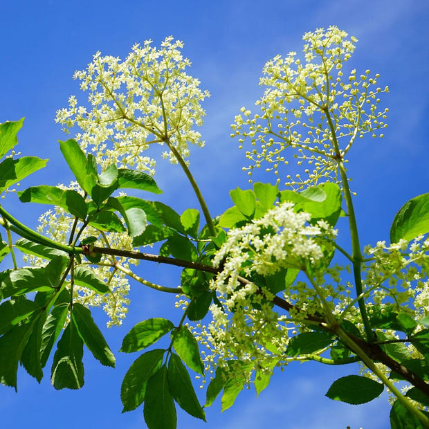 Black Elder Hedging | Sambucus nigra Shrubs