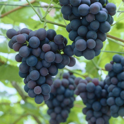 90cm 'Black Hamburgh' Seedless Indoor Grape Vine | 3L Pot Soft Fruit