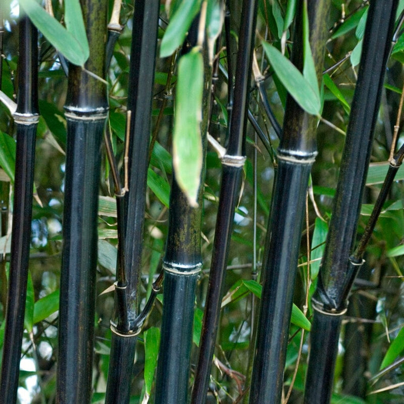 Black Bamboo | Phyllostachys nigra Ornamental Trees