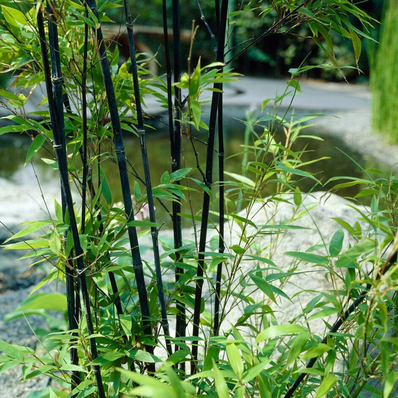 Black Bamboo | Phyllostachys nigra Ornamental Trees