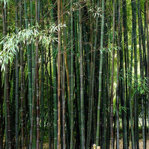 Black Bamboo | Phyllostachys nigra Ornamental Trees