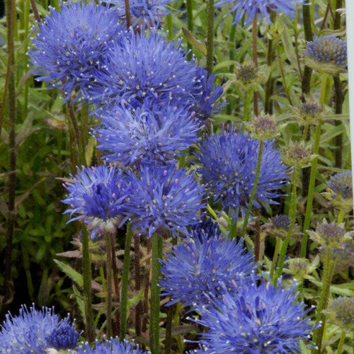 Jasione 'Blue Light' Perennial Bedding