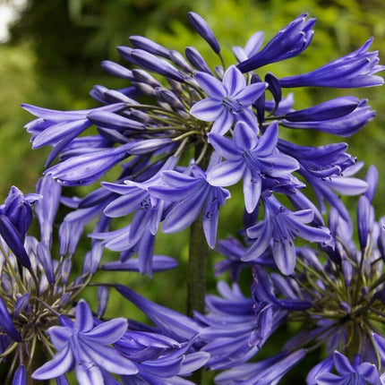 Agapanthus 'Stardust' | 3L Perennial Bedding