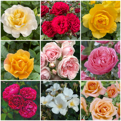 Shrub Rose Collection | Roses For The Border Shrubs