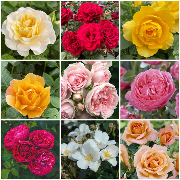 620 Roses Roses Roses Shrub Rose Collection | Roses for the Border – Roots Plants