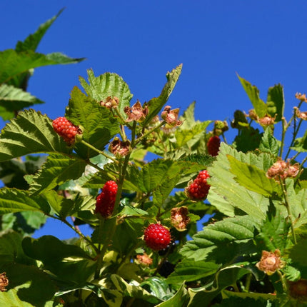 Boysenberry Bush | Rubus Soft Fruit