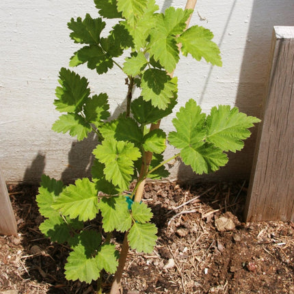 Boysenberry Bush | Rubus Soft Fruit