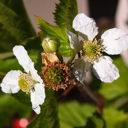 Boysenberry Bush | Rubus Soft Fruit