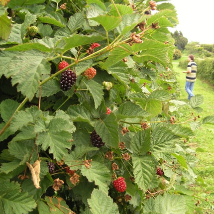 Boysenberry Bush | Rubus Soft Fruit