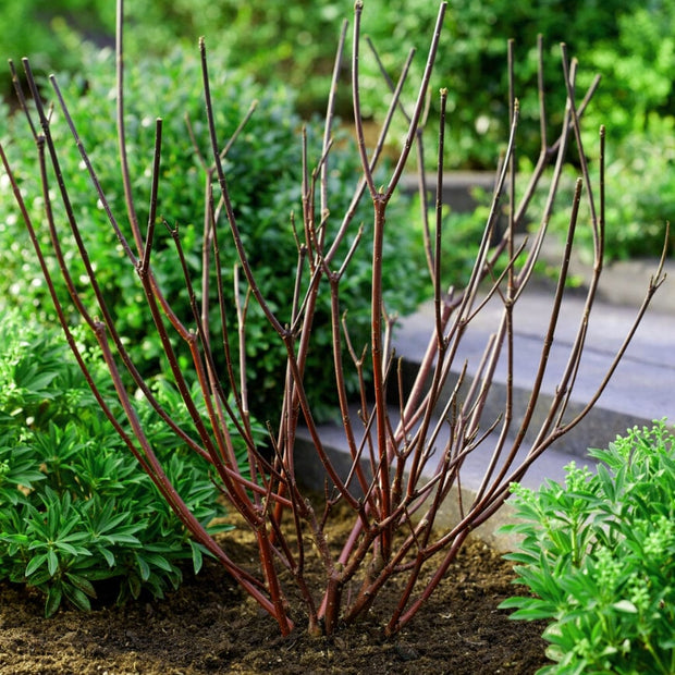 Dogwood Hedging | Cornus sanguinea Shrubs