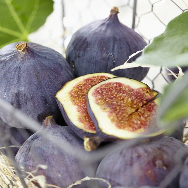 UK Hardy Fig Tree | 'Brown Turkey' Soft Fruit