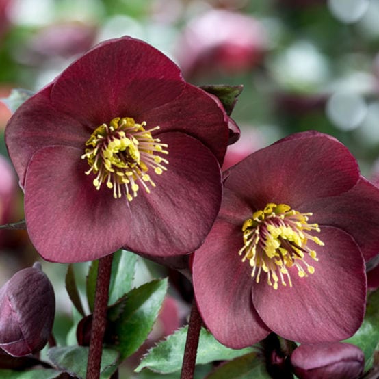'Brunello' Snow Rose | 'Ice N' Roses®' Series | Hellebore Gold Collection® Perennial Bedding