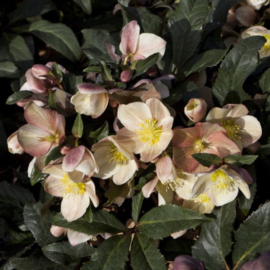 'Camelot®' Snow Rose | Hellebore Gold Collection® Perennial Bedding