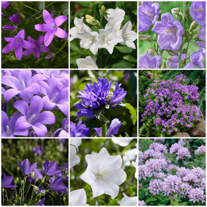 Campanula Collection Perennial Bedding