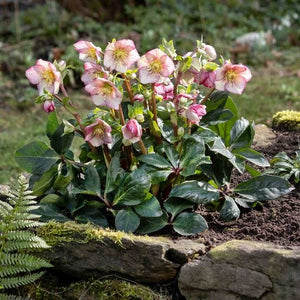 'Carlotta' Snow Rose | 'Ice N' Roses®' Series | Hellebore Gold Collection® Perennial Bedding