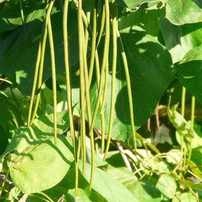 Indian Bean Tree | Catalpa bignonioides 'Aurea' Ornamental Trees
