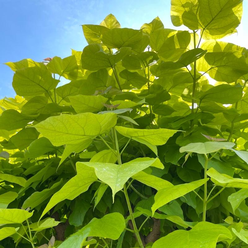Indian Bean Tree | Catalpa bignonioides 'Aurea' Ornamental Trees